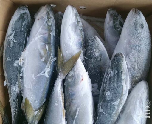 cá cam đông lạnh nhật 02
