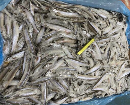 cá trứng đông lạnh Nauy 02