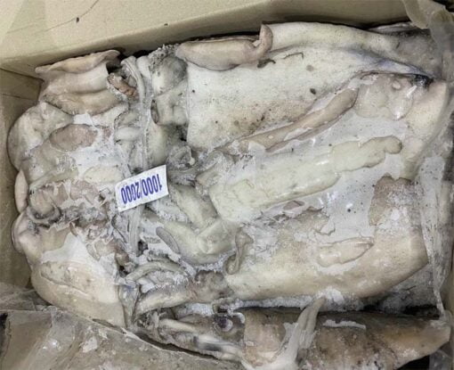 mực nang đông lạnh nhập khẩu Ấn Độ 01