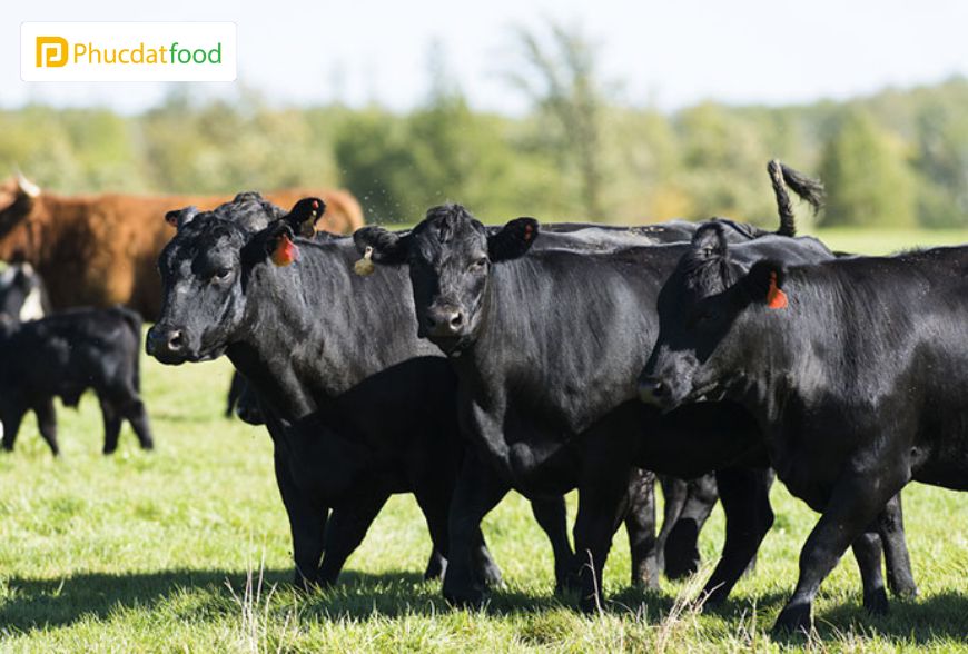 Thịt Bò Mỹ Nhập Khẩu Chính Hãng, Giá Tốt Năm 2024 7 Thịt bò Black Angus - thịt bò Mỹ thượng hạng